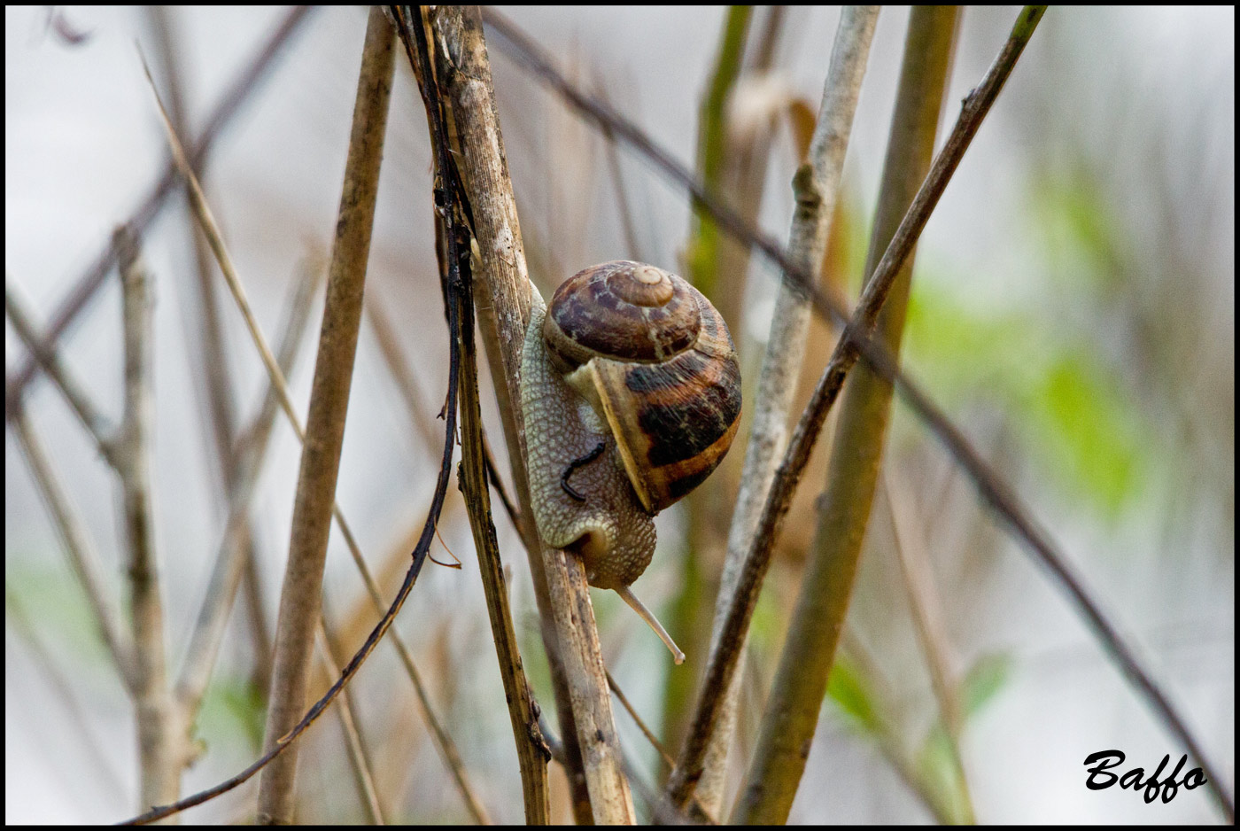 Lumache arrampicatrici